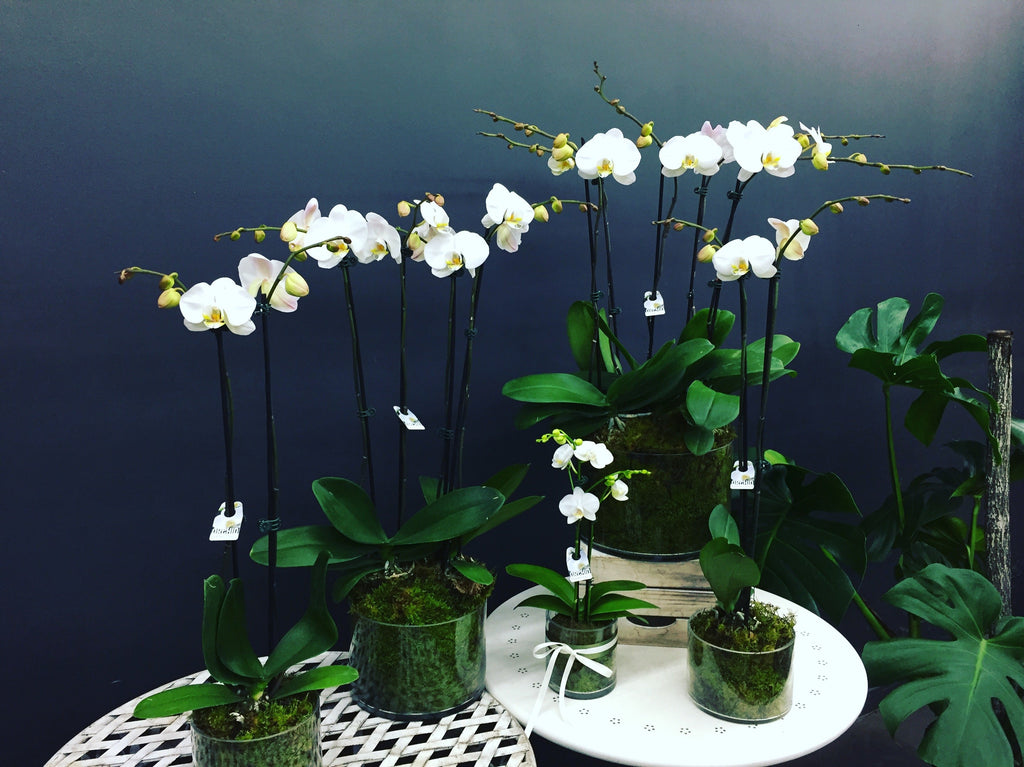 Melbourne Orchids, Phalaenopsis Orchid, Flowers Orchids