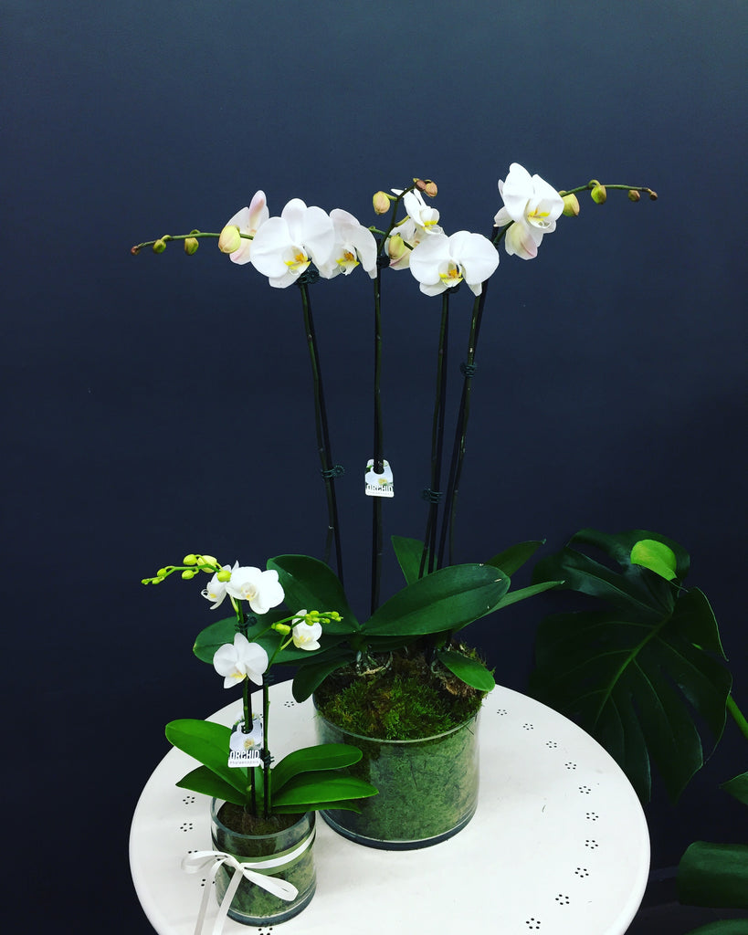 Orchid Gloria - QUEEN Glenferrie ROSE