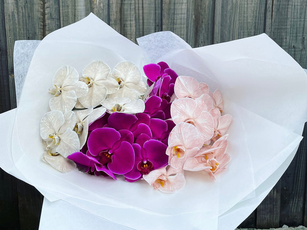 Phally Orchids LOVE - QUEEN Glenferrie ROSE