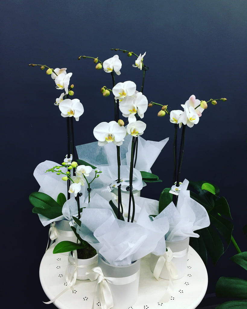 Orchid Modern - QUEEN Glenferrie ROSE