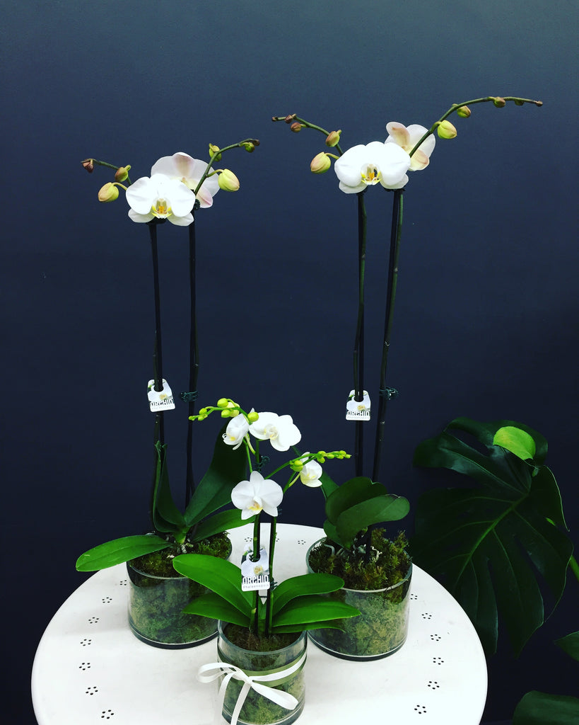 Orchid Fantasie - QUEEN Glenferrie ROSE